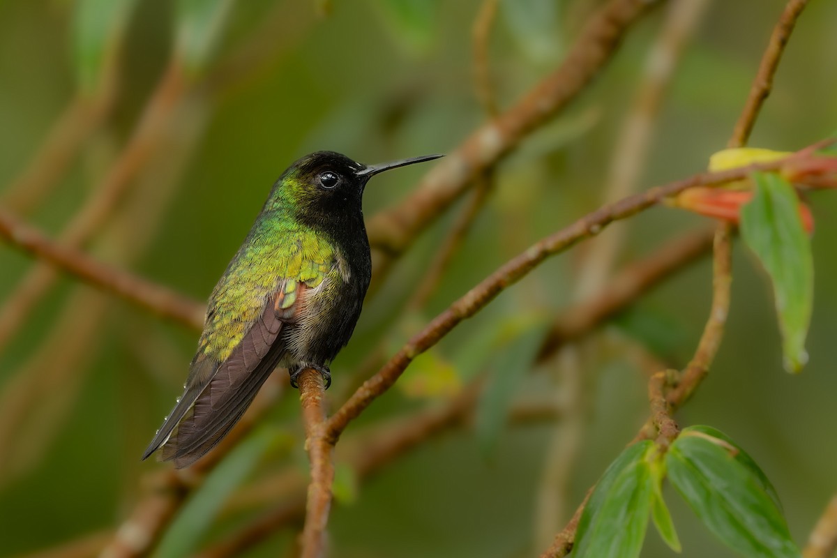 Black-bellied Hummingbird - Sage Bylin