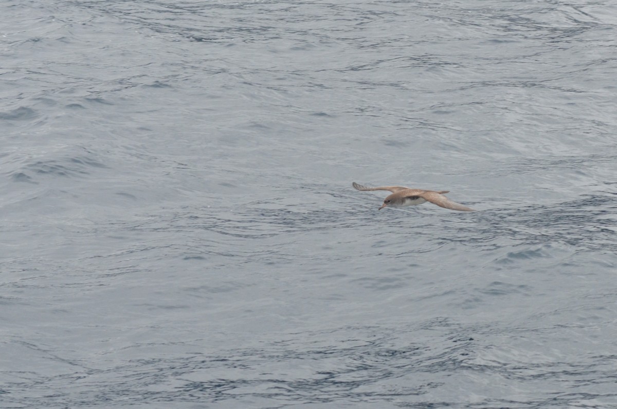 Pink-footed Shearwater - ML611978938