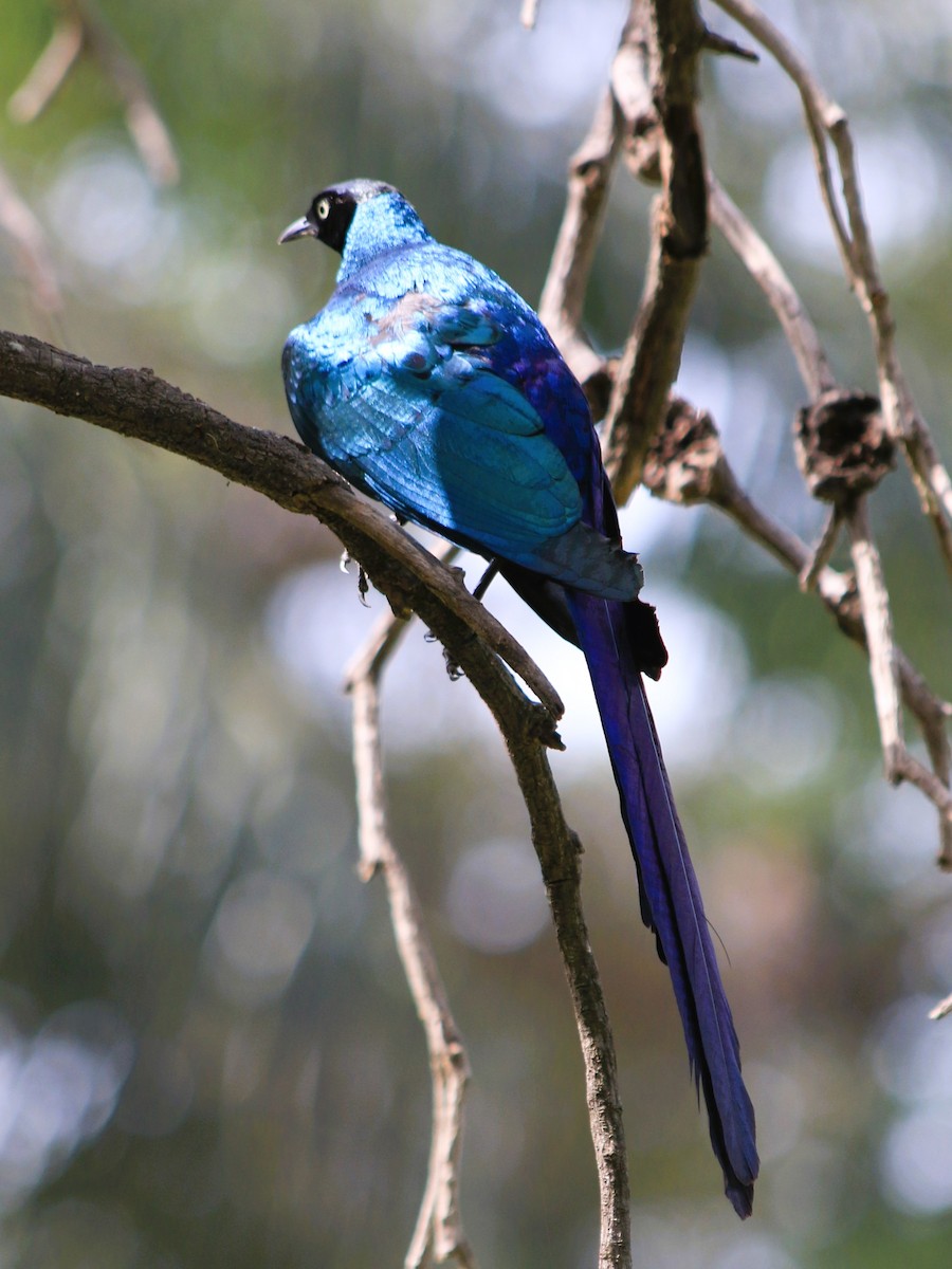 Long-tailed Glossy Starling - ML611978958