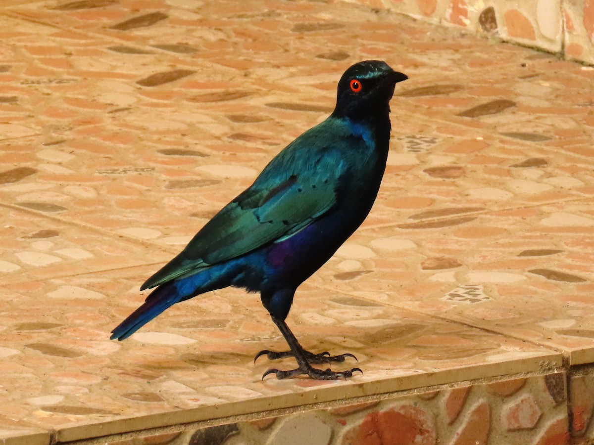 Bronze-tailed Starling - ML611978963