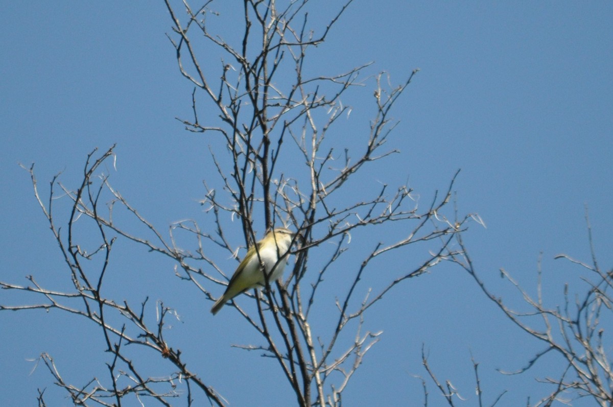 Red-eyed Vireo - ML611979103