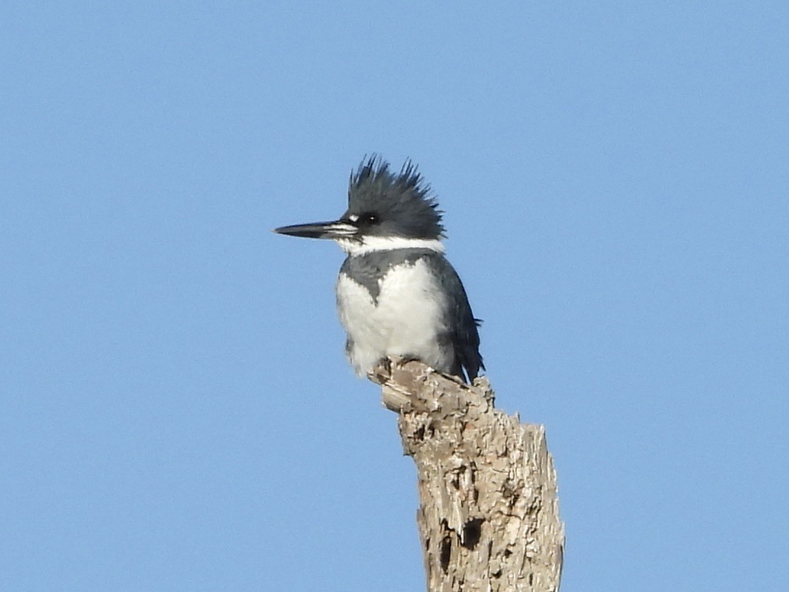 Belted Kingfisher - ML611979401