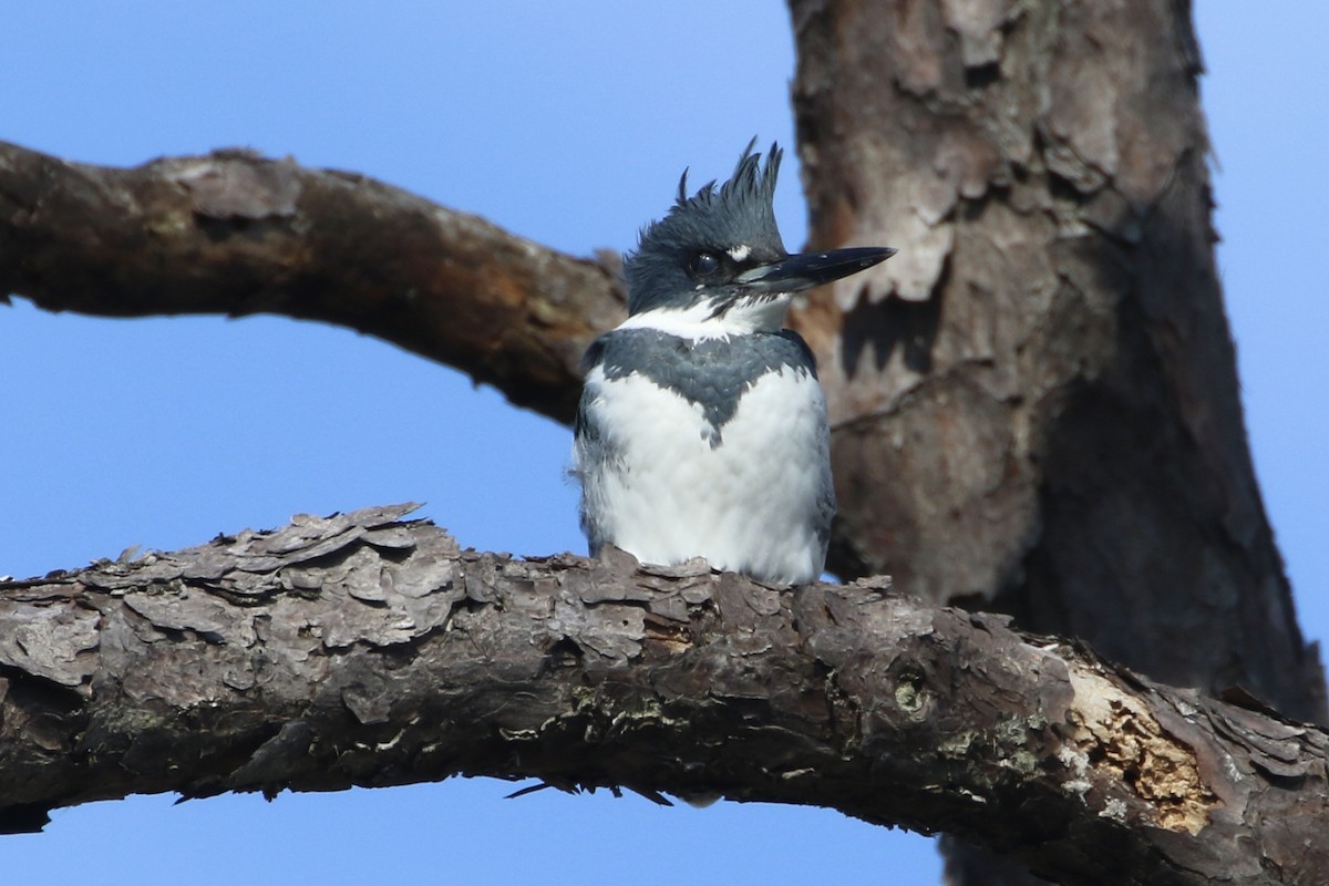 Belted Kingfisher - ML611979402