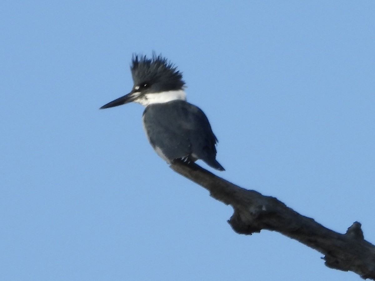 Belted Kingfisher - ML611979406