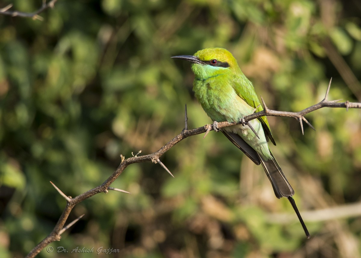 Asian Green Bee-eater - ML61197941