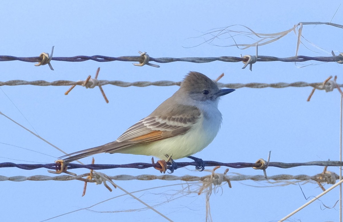 Ash-throated Flycatcher - ML611980076