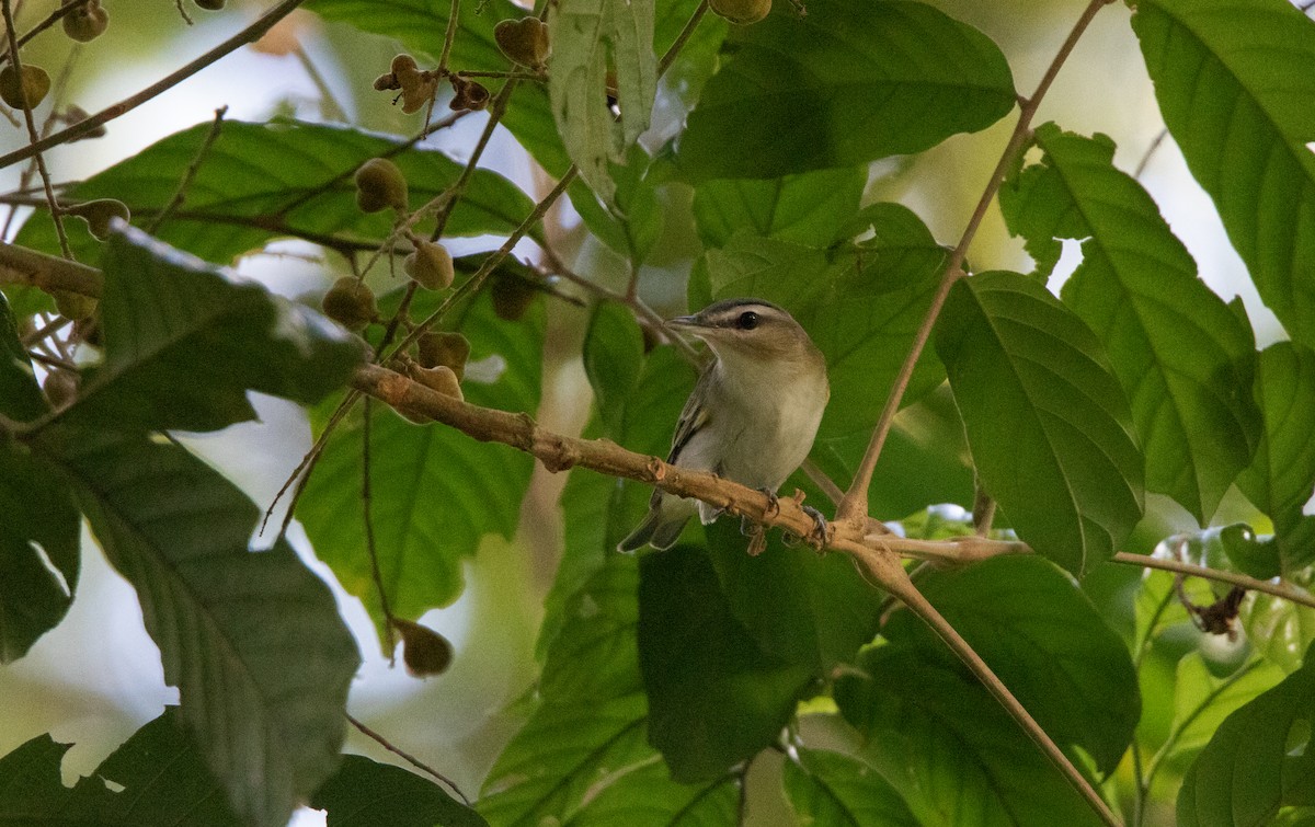 Red-eyed Vireo - ML611980506