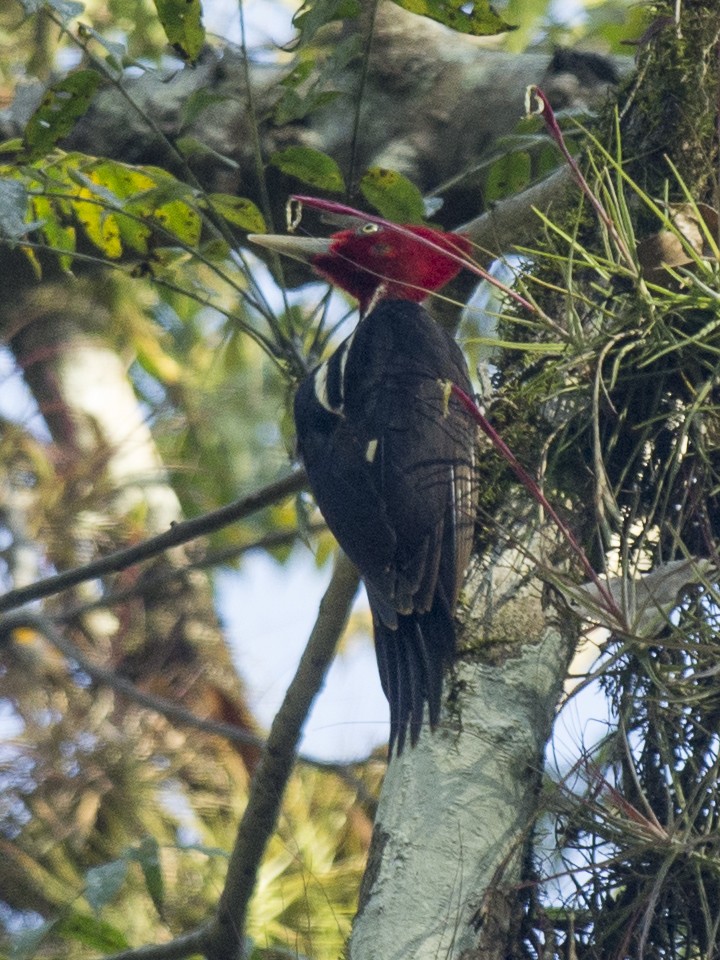 Pale-billed Woodpecker - ML611980815