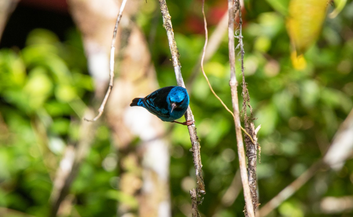 Blue Dacnis - ML611980854