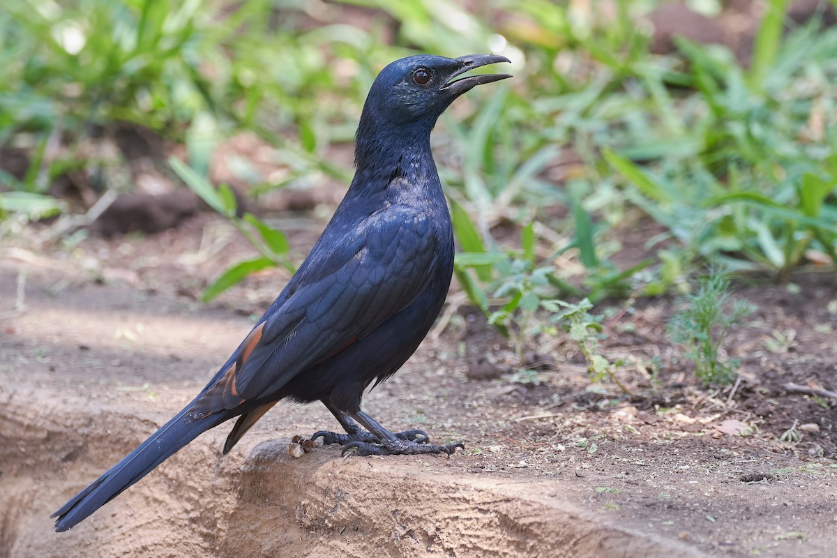 Red-winged Starling - ML611981146