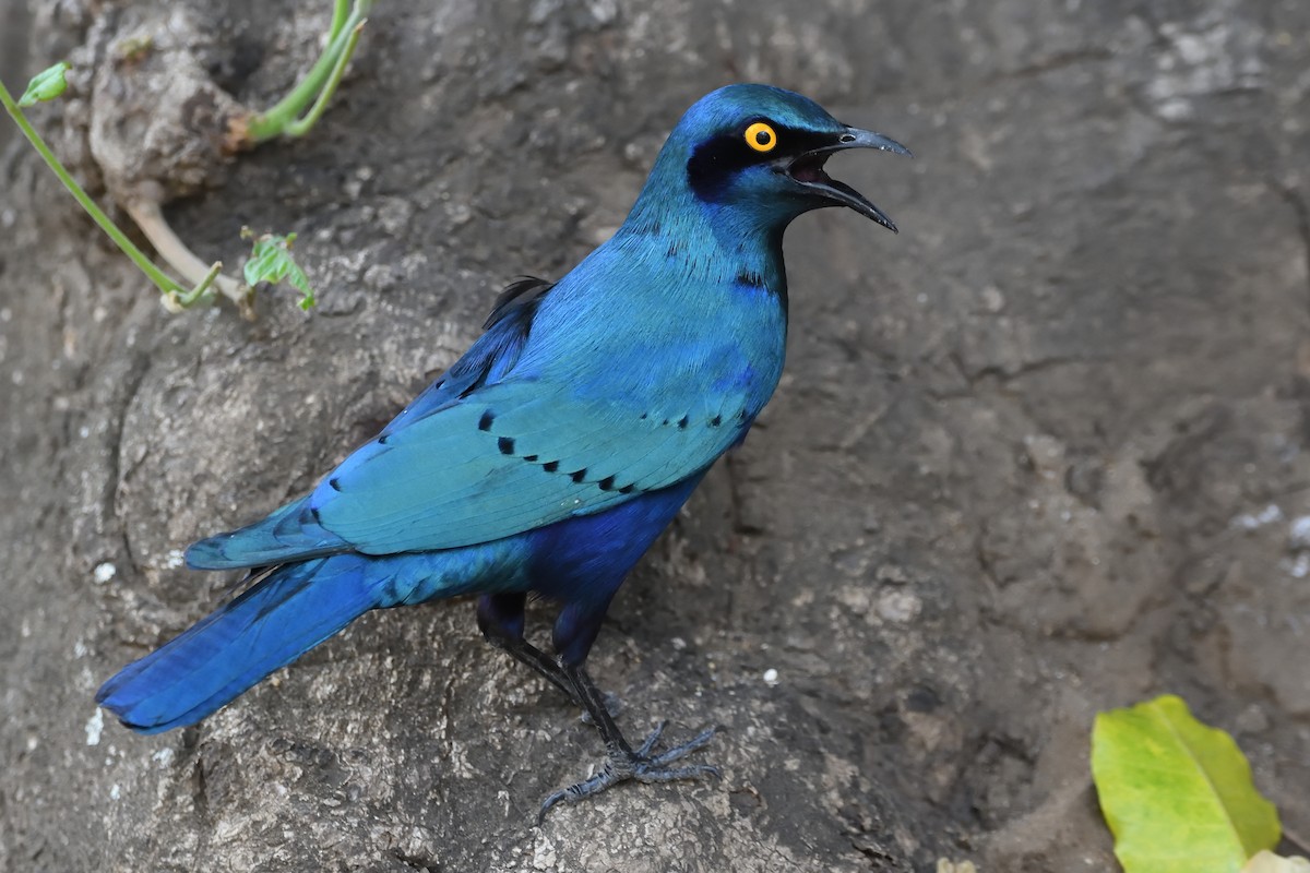 Greater Blue-eared Starling - ML611981154