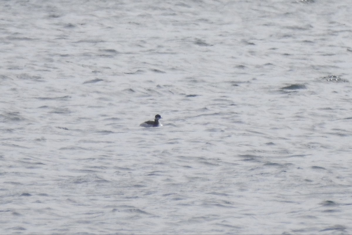 eBird Checklist 6 Dec 2023 Emerald Lake 24 species (+3 other taxa)