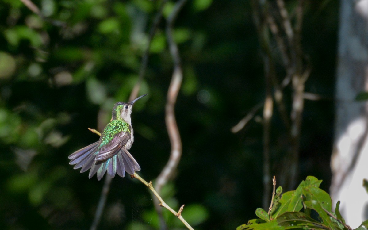 Wedge-tailed Sabrewing (Wedge-tailed) - ML611981783
