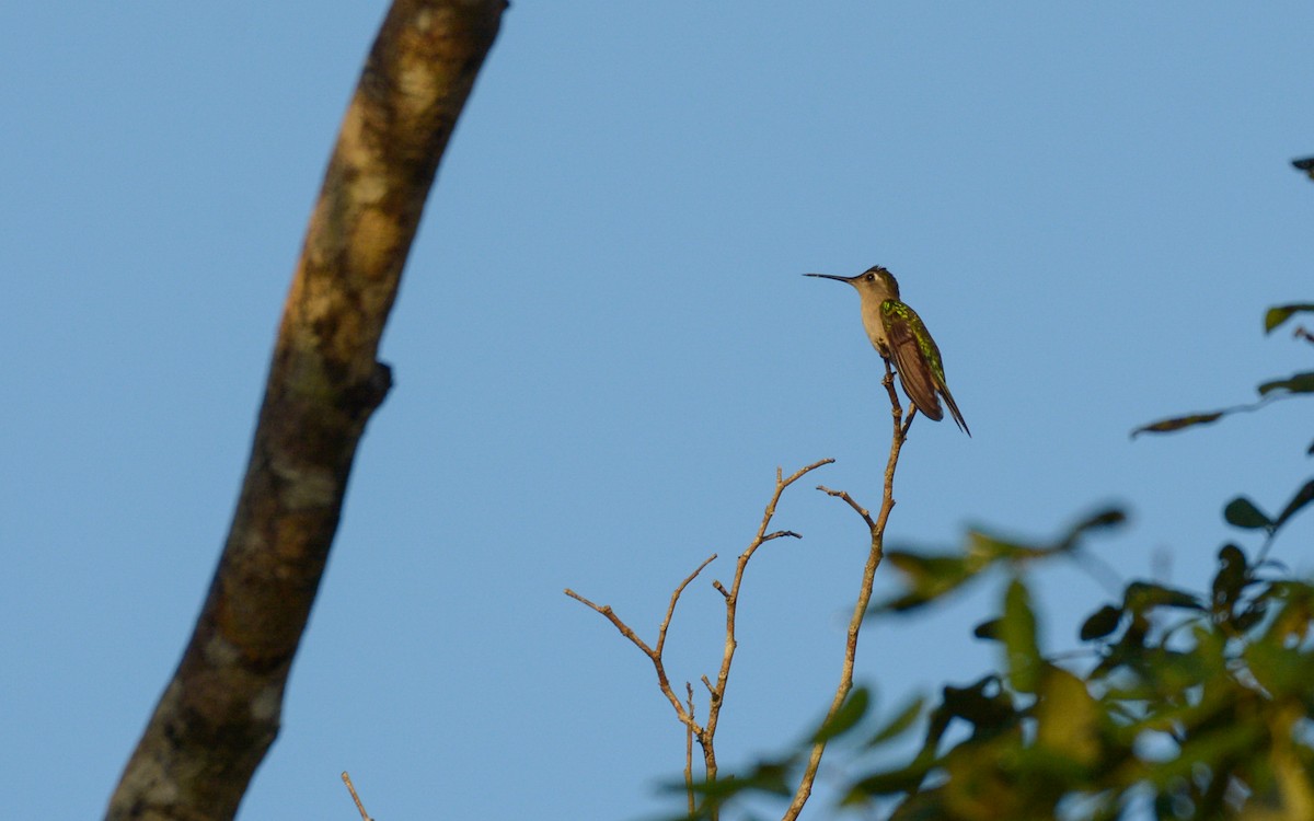 Wedge-tailed Sabrewing (Wedge-tailed) - ML611981785