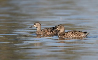 Blue-winged Teal, ML611981851