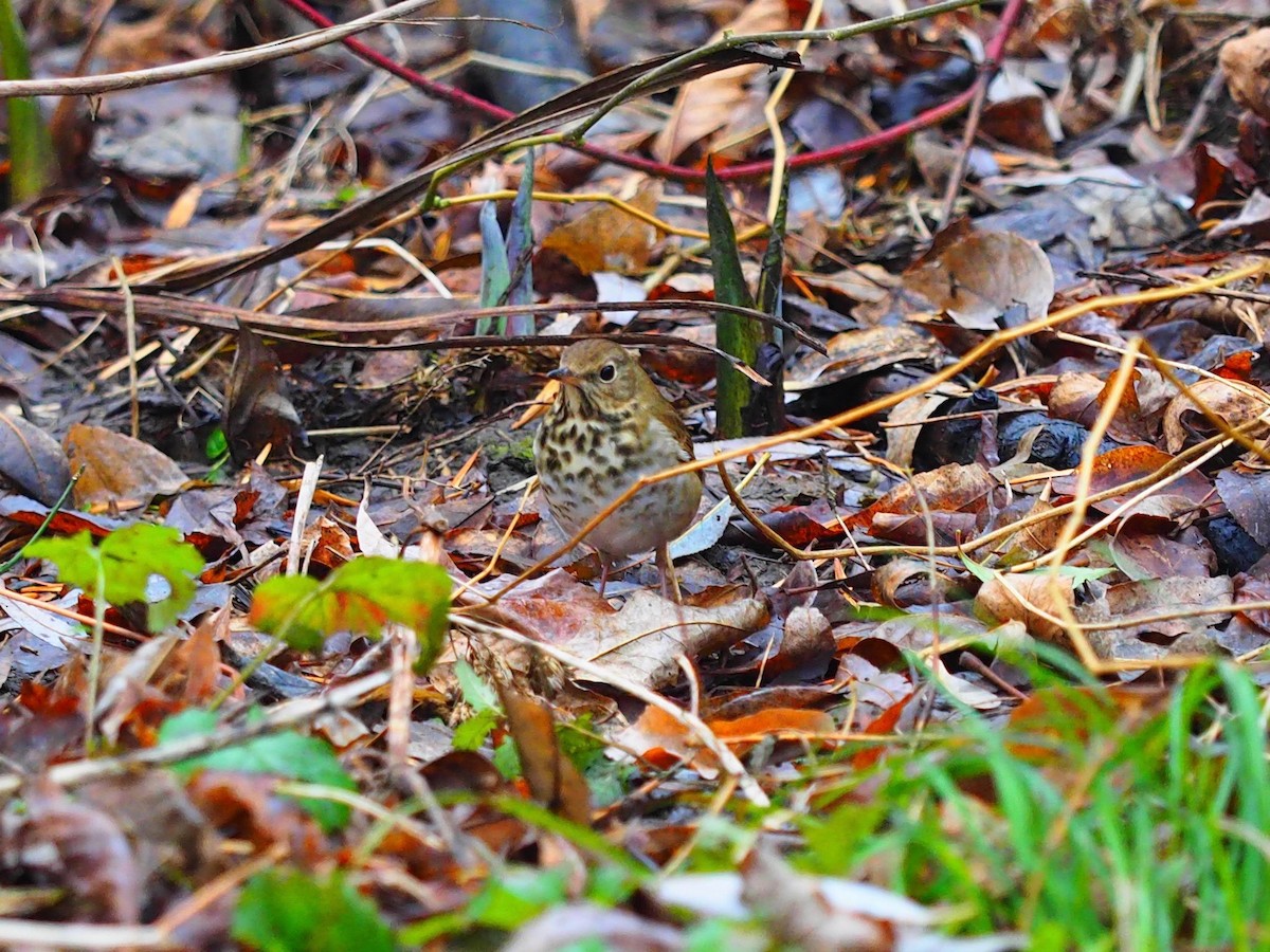 Hermit Thrush - ML611981868