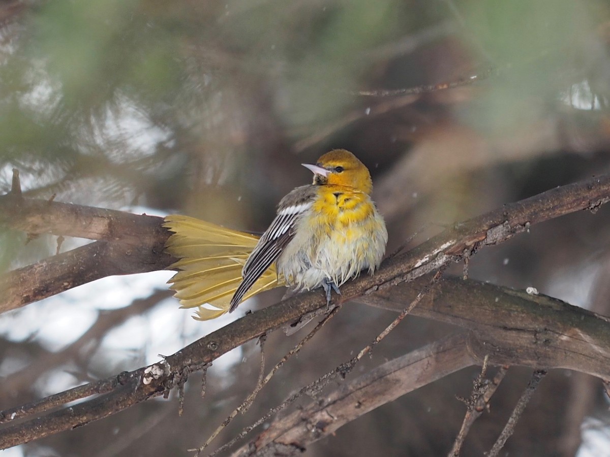 Bullock's Oriole - ML611981933