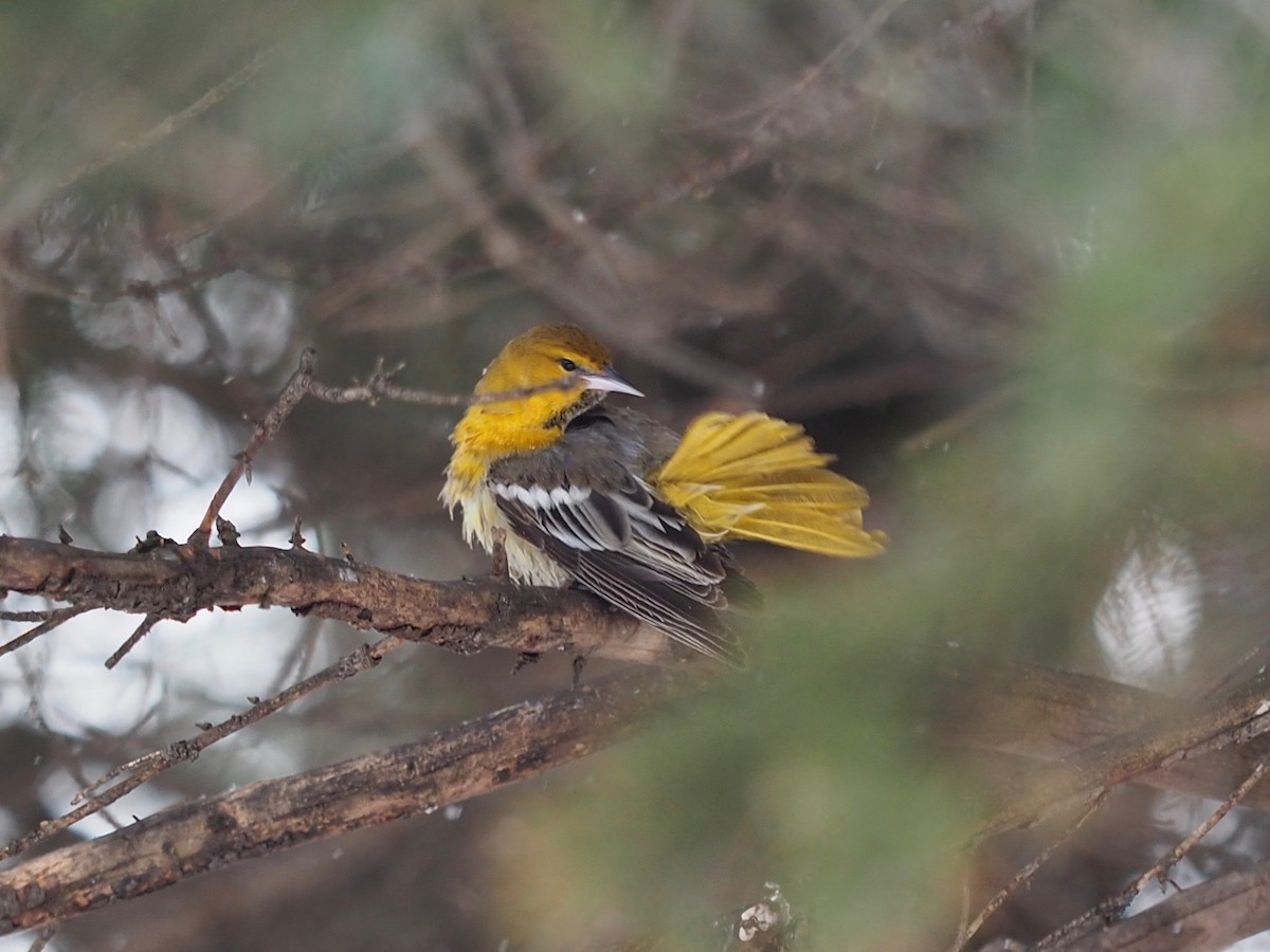 Bullock's Oriole - ML611981938
