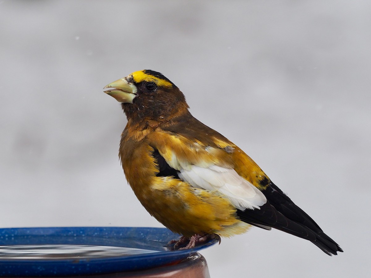 Evening Grosbeak - ML611981950