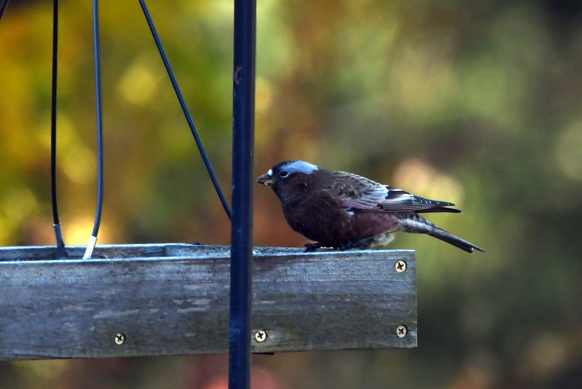 Gray-crowned Rosy-Finch - ML611982002