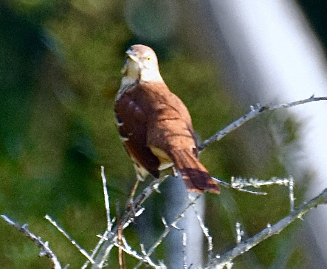 Brown Thrasher - ML611982103