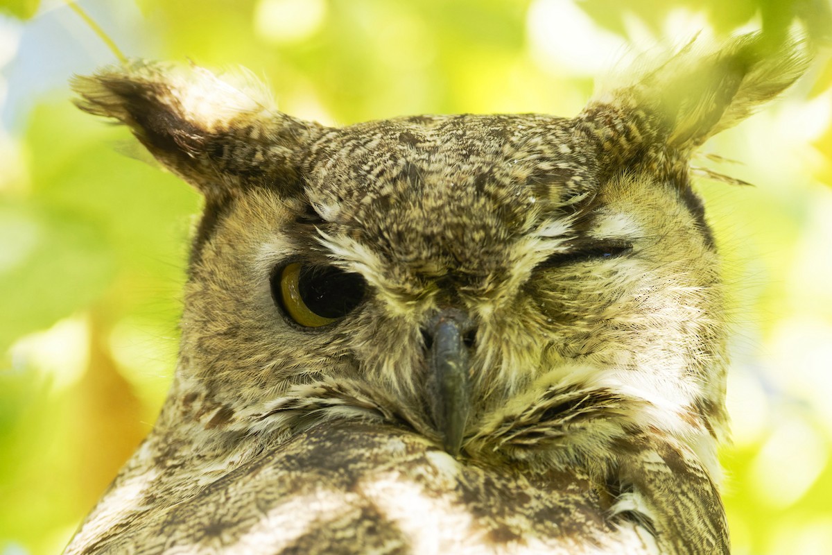 Great Horned Owl - ML611982569