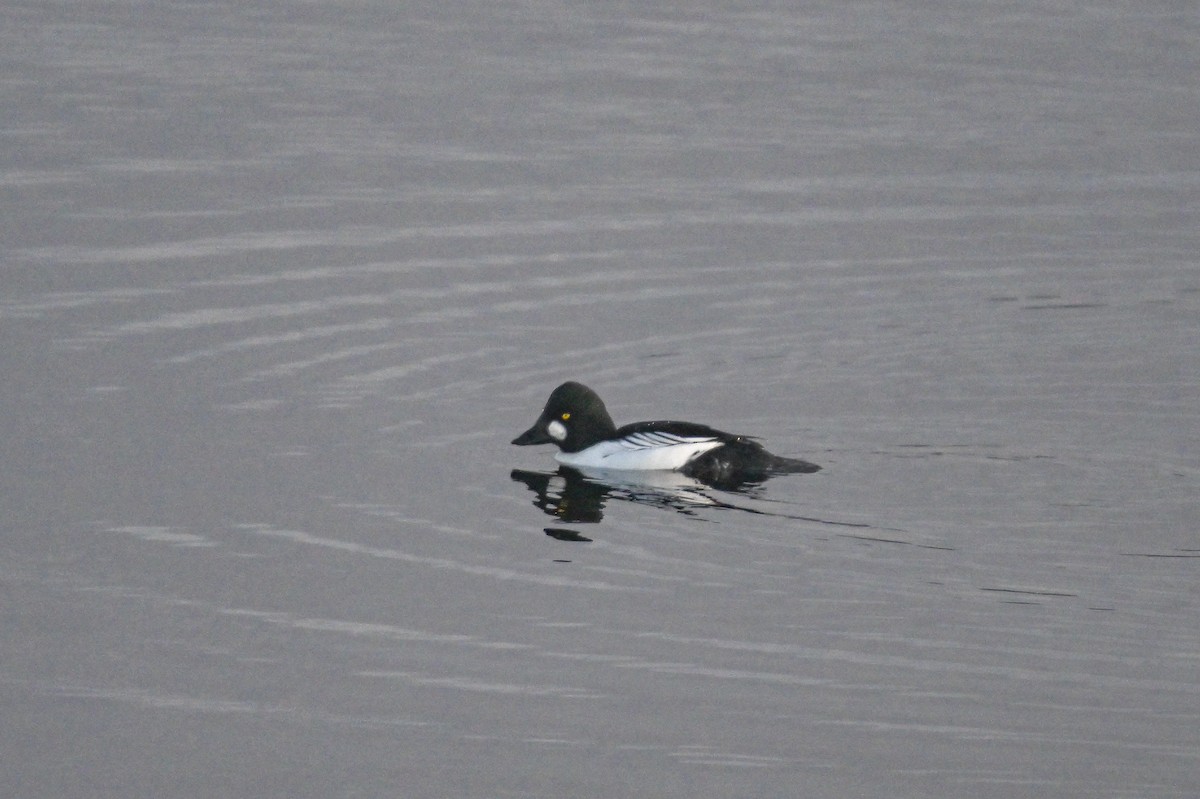 Common Goldeneye - ML611982682