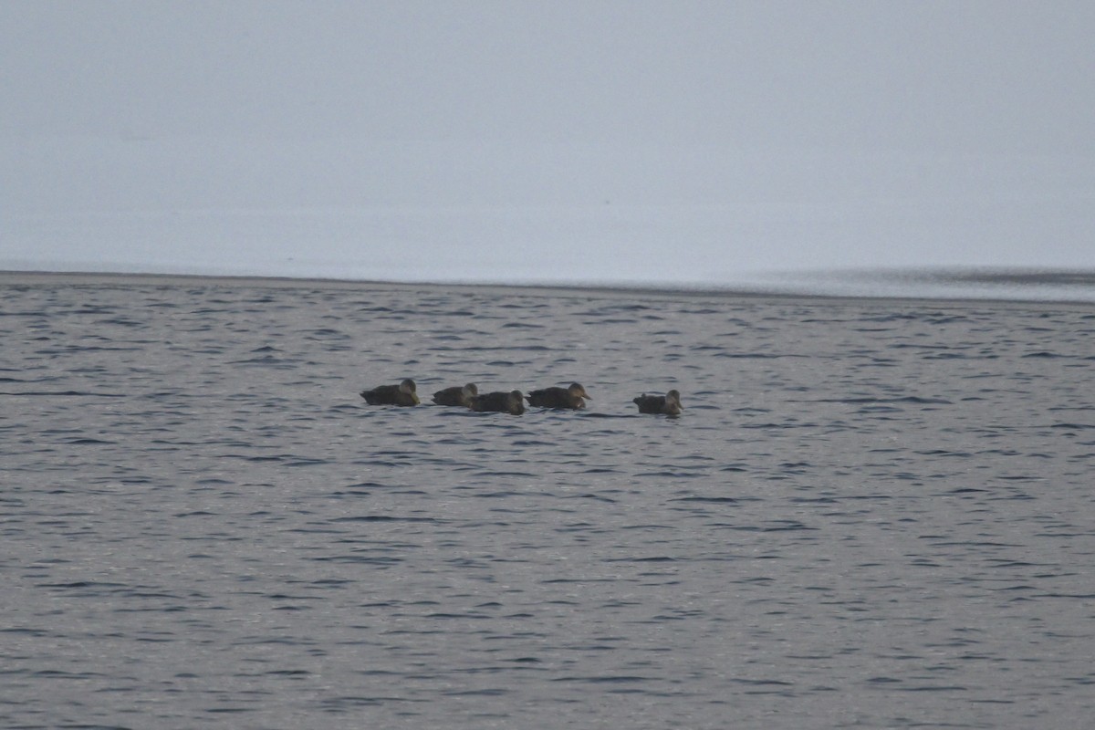 American Black Duck - ML611982687
