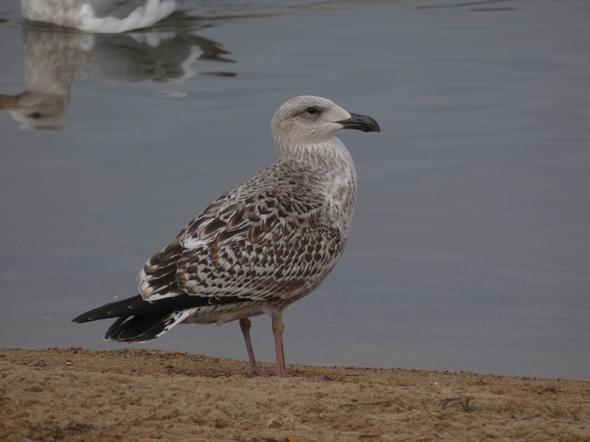 Great Black-backed Gull - Lucie Parker