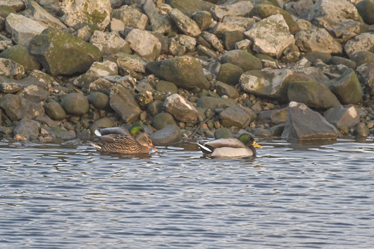 Mallard - ML611982715