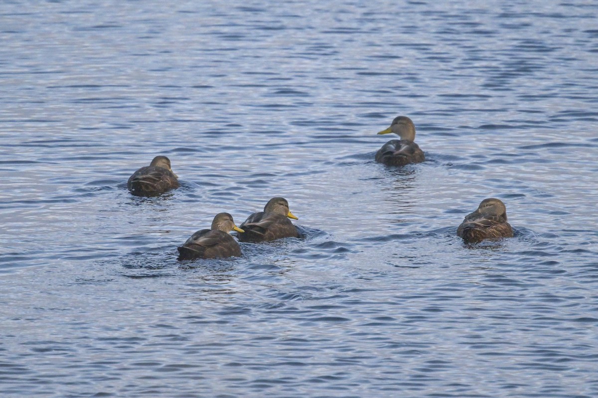 American Black Duck - ML611982732