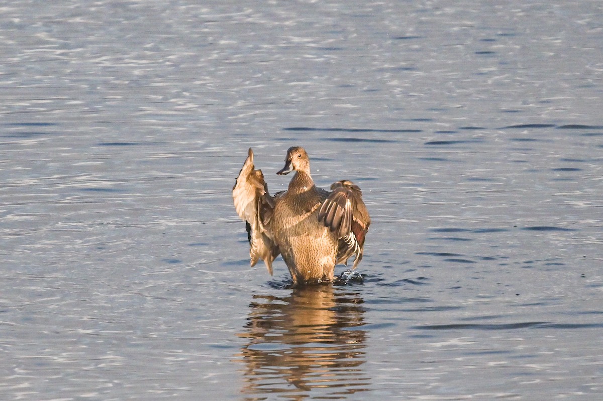 Northern Pintail - ML611982737