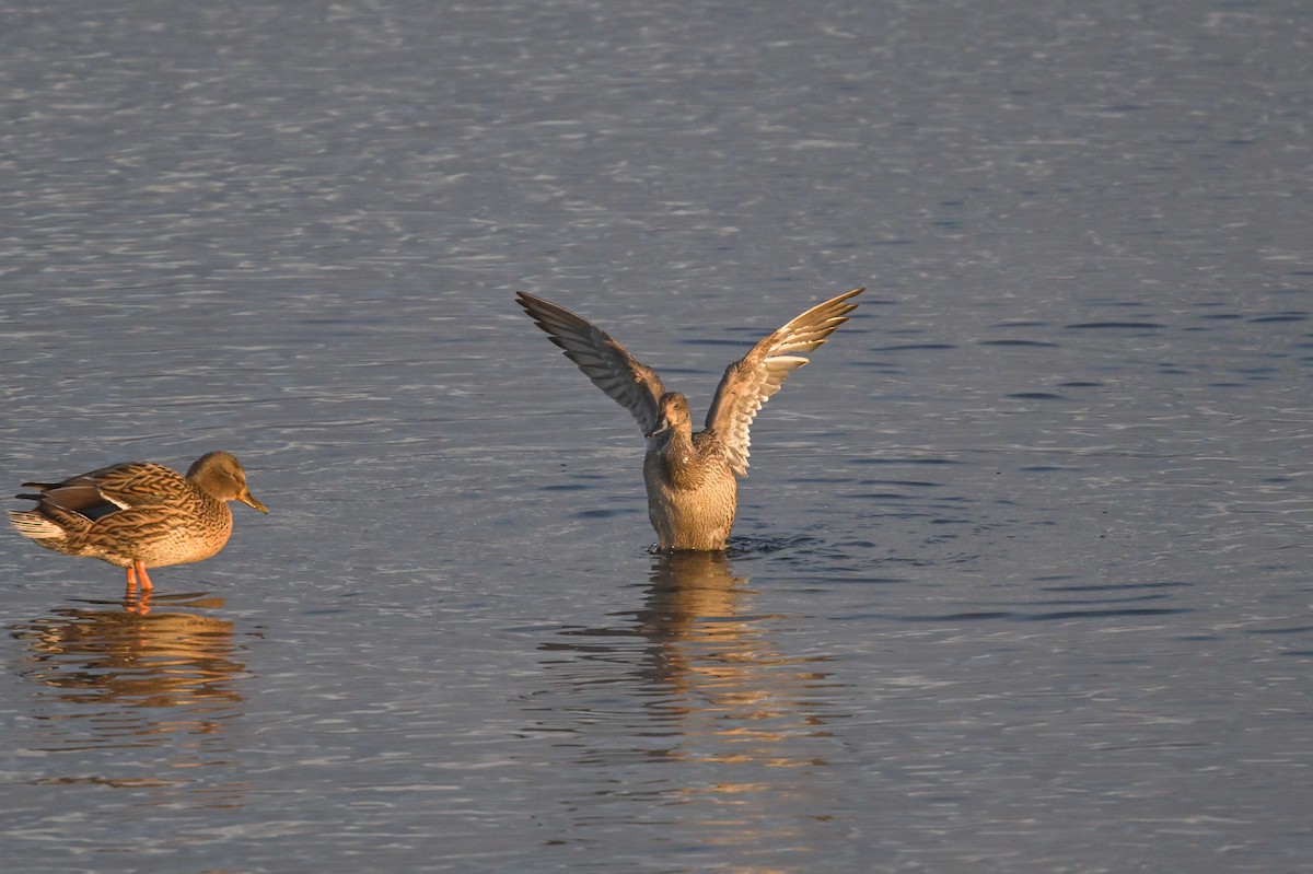 Northern Pintail - ML611982740