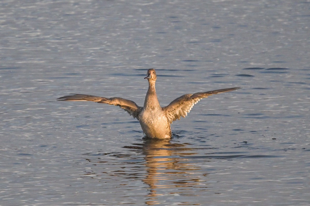 Northern Pintail - ML611982741