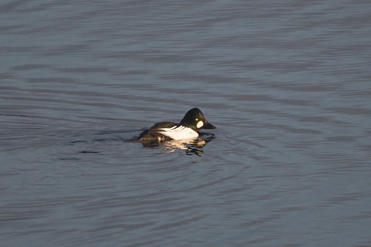 Common Goldeneye - ML611982746