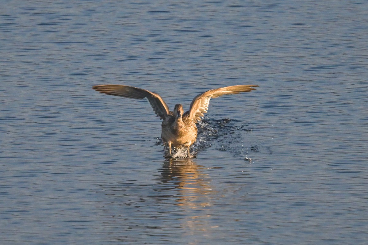 Northern Pintail - ML611982748