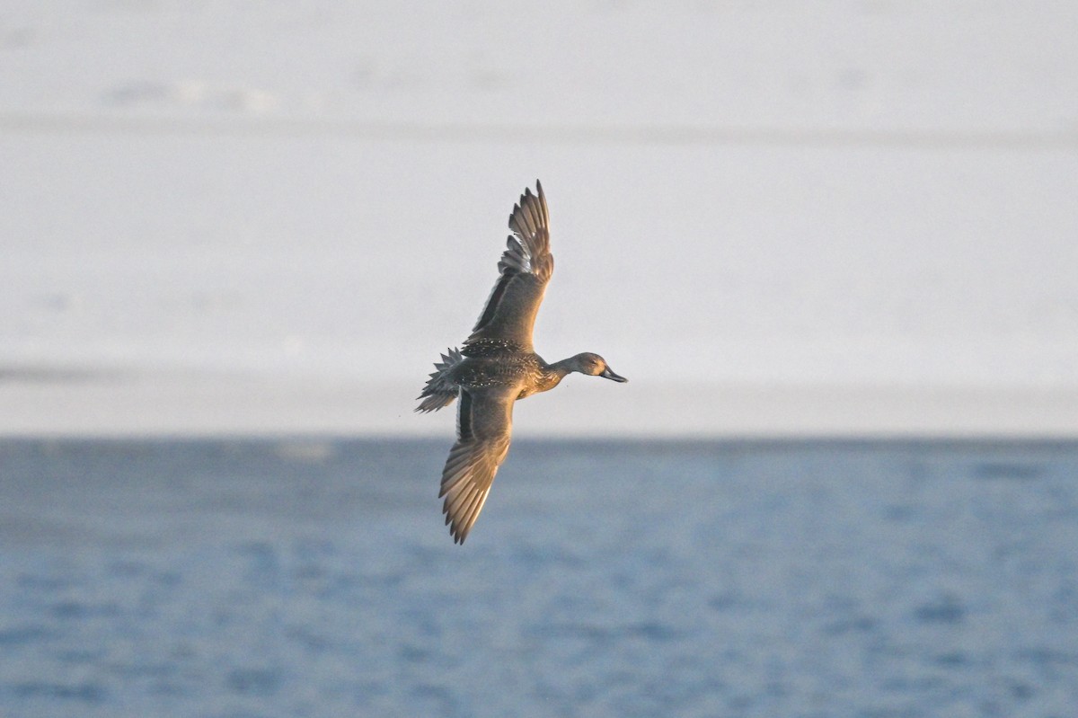 Northern Pintail - ML611982749