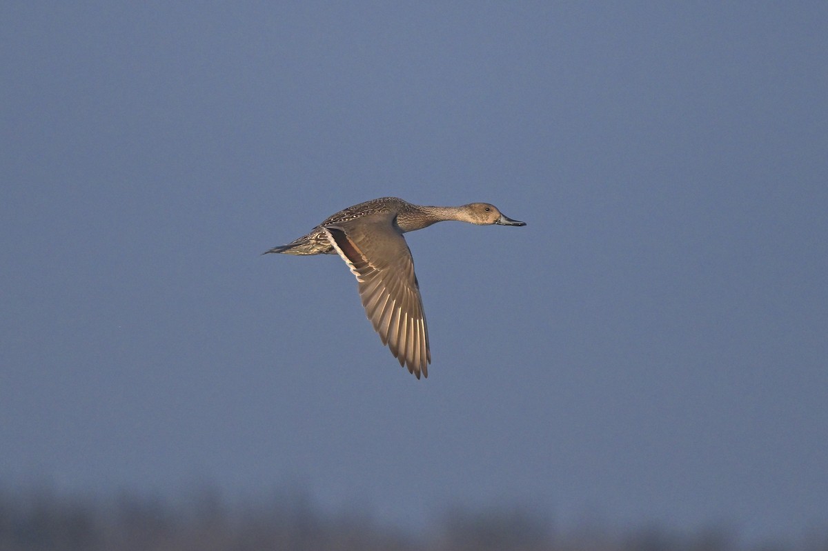 Northern Pintail - ML611982751