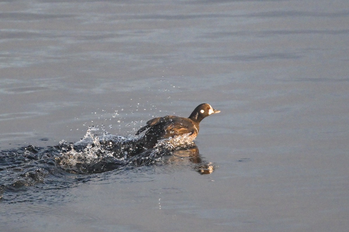 Harlequin Duck - ML611982781