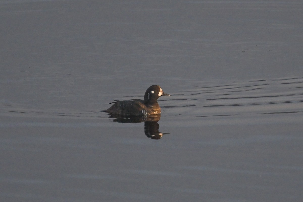 Harlequin Duck - ML611982789