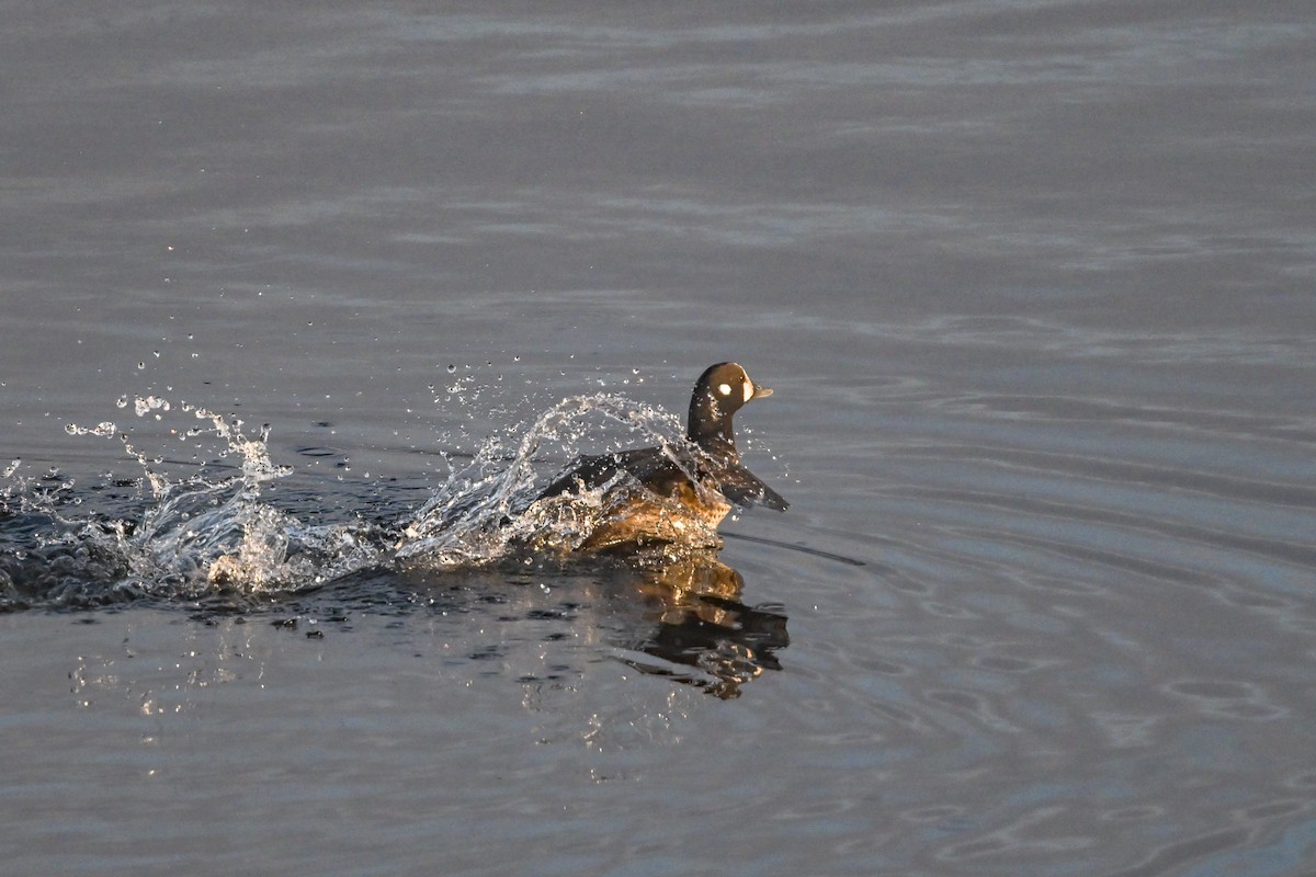 Harlequin Duck - ML611982793