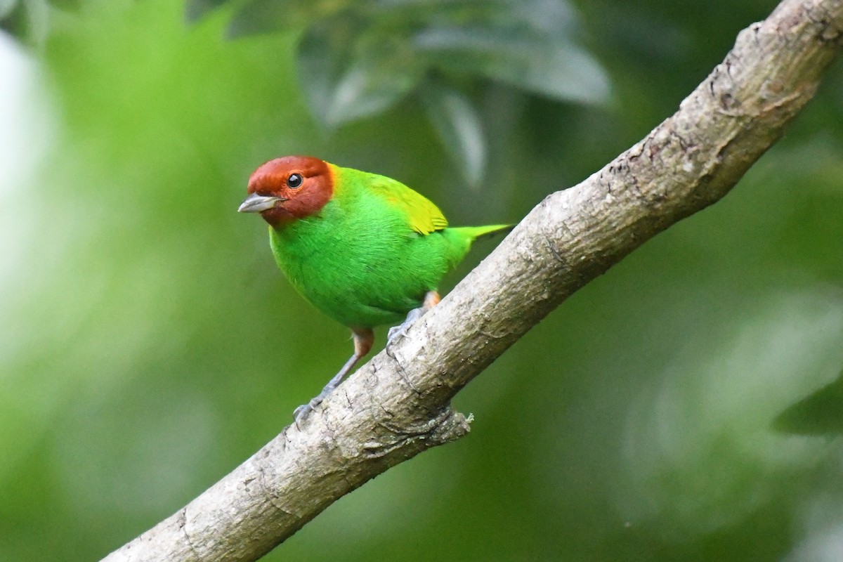 Bay-headed Tanager - ML611982799