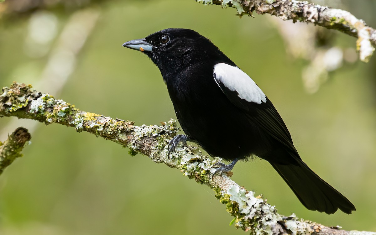 White-shouldered Tanager - ML611982861