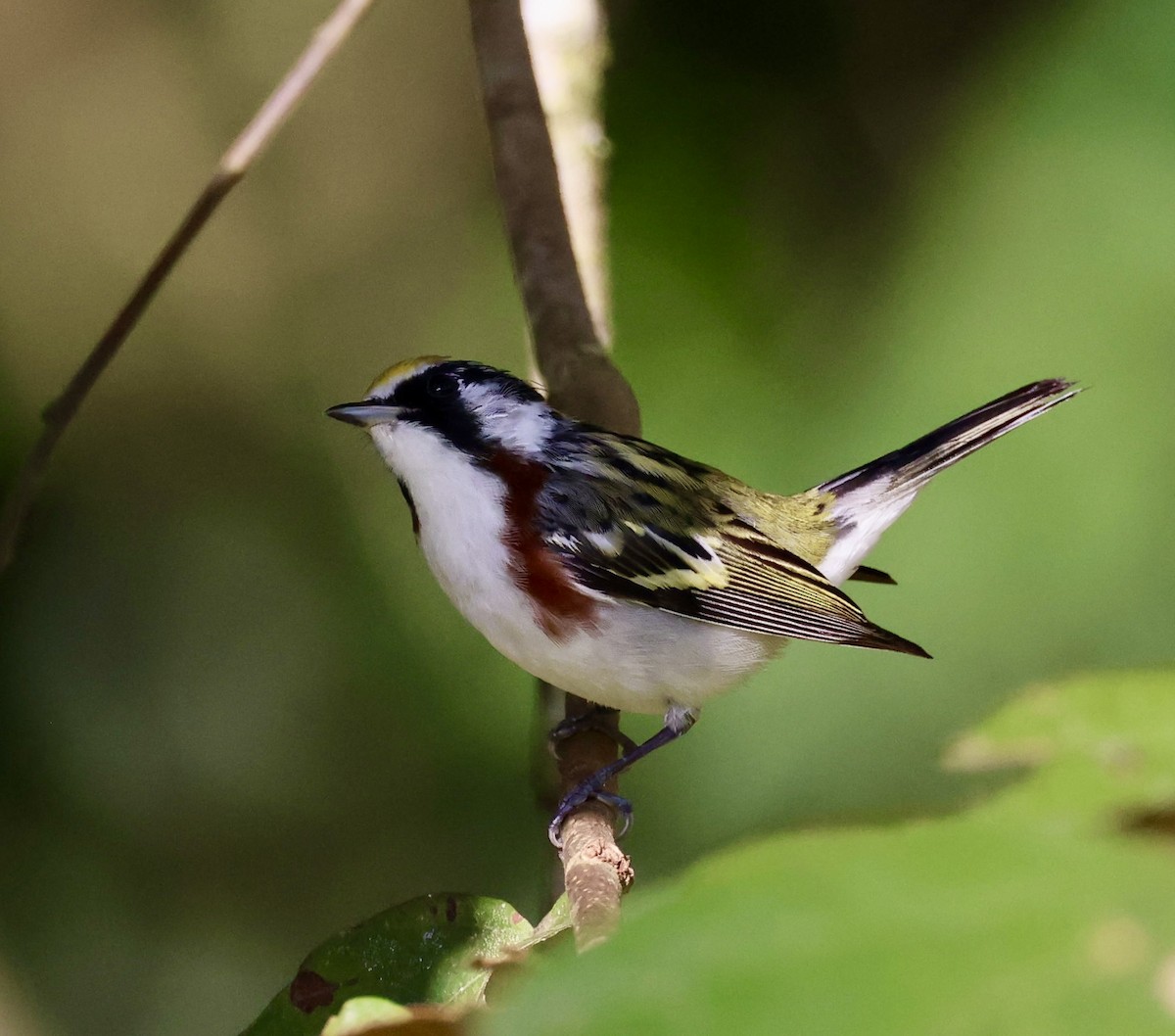 Chestnut-sided Warbler - ML611982922