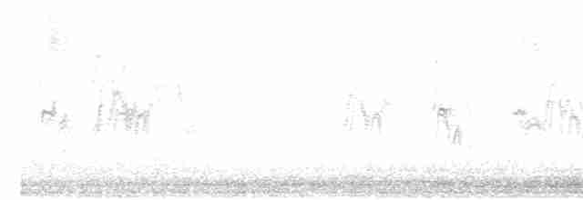 太平洋金斑鴴 - ML611982975