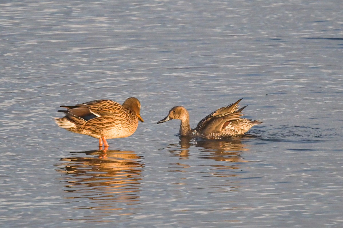 Northern Pintail - ML611983278