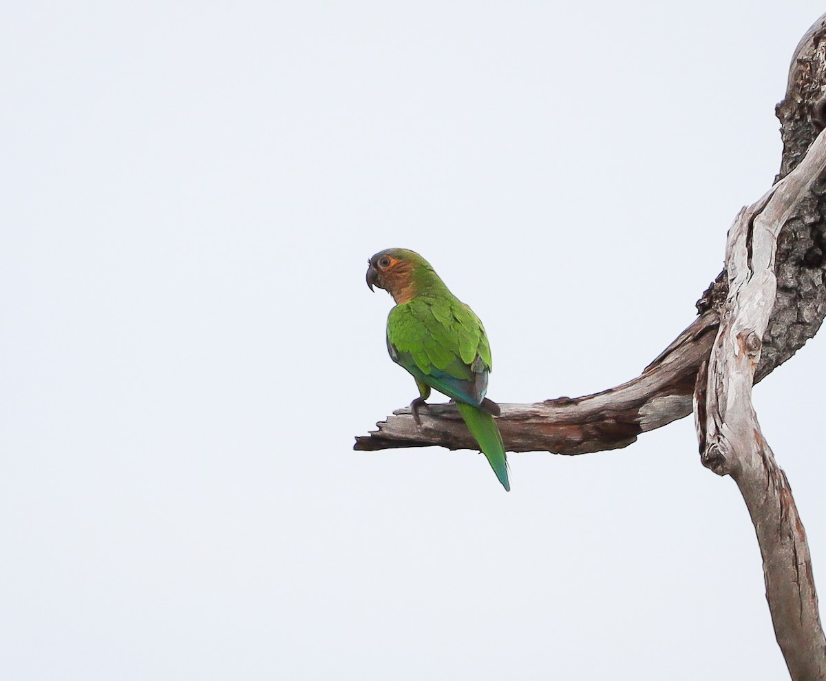 Brown-throated Parakeet - ML611983675