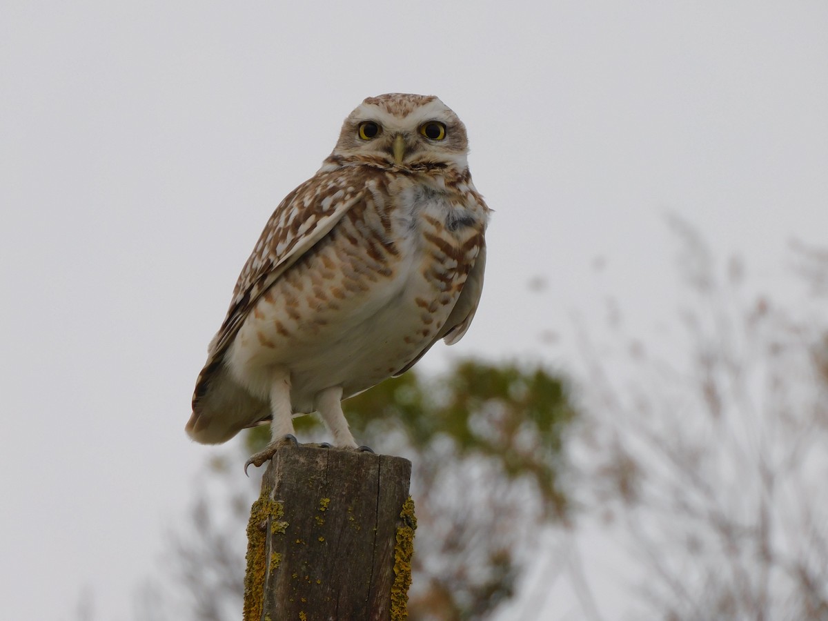 Burrowing Owl - ML611983998
