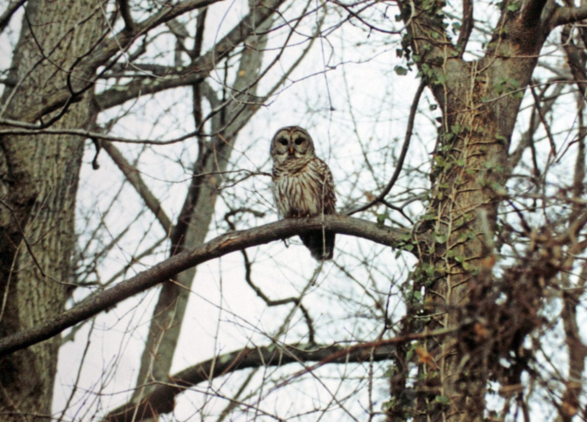 Barred Owl - Mark Linardi