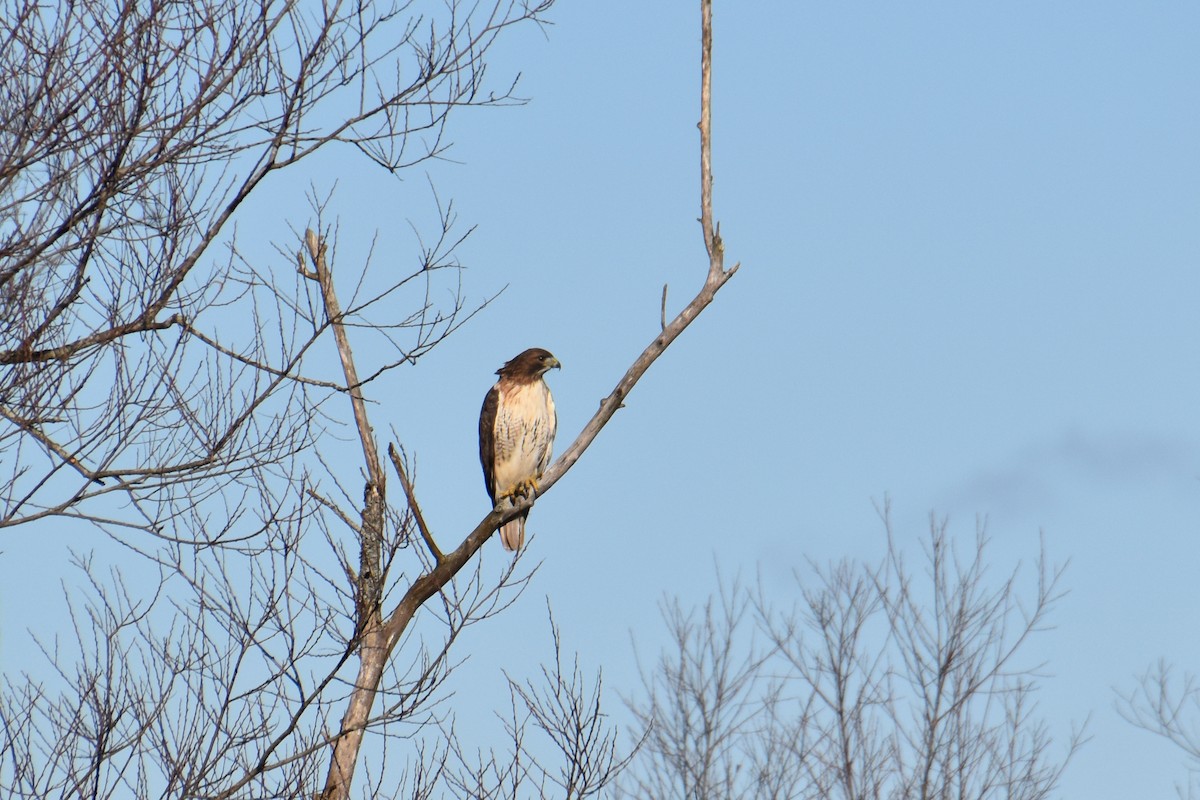 Red-tailed Hawk - ML611984767